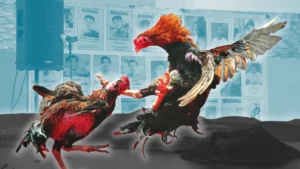 Cách Chơi Đá Gà Sabong Tại DafaBet Hấp Dẫn Trải Nghiệm Thú Vị